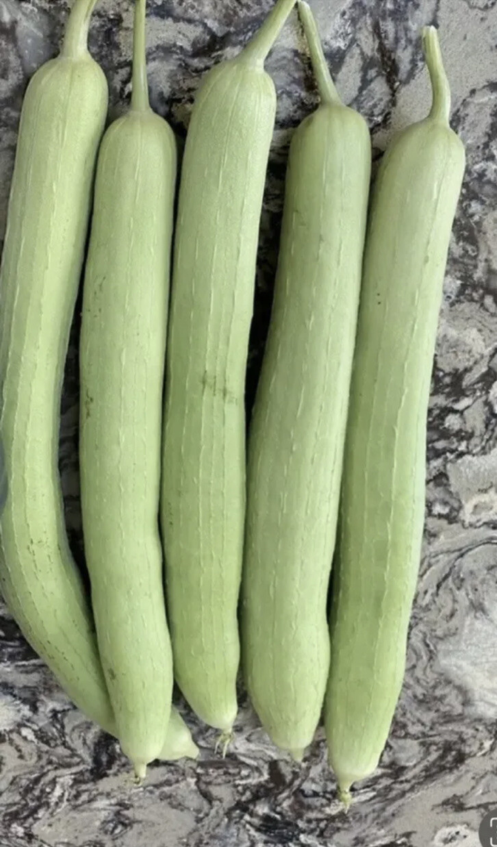 15 LUFFA GOURD SEEDS, White Fresh, Won’t Turn Black After Cutting, 2022 Harvest