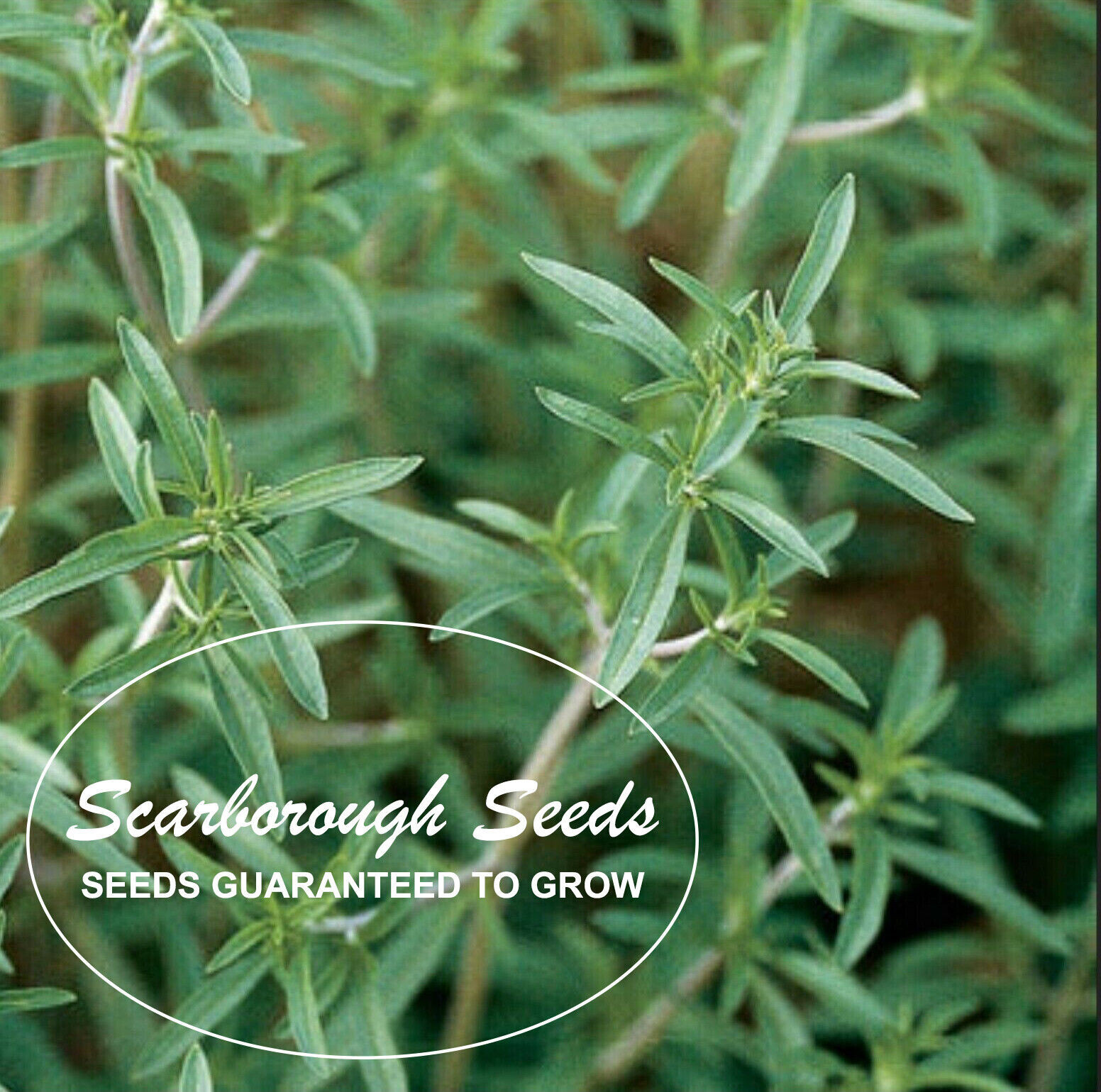 SCARBOROUGH SEEDS SUMMER SAVORY – 500 Seeds – Herb Non GMO Open Pollinated USA
