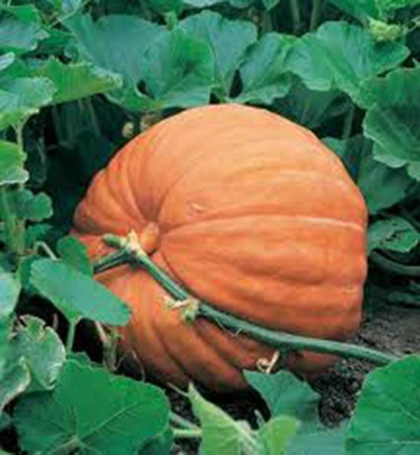 PUMPKIN SEED, BIG MAX, HEIRLOOM, NON GMO, 100 SEEDS, GIANT PUMPKINS