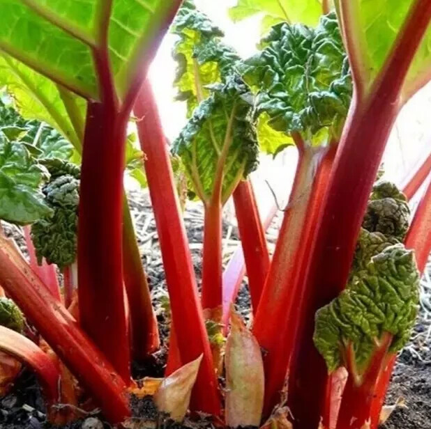 RHUBARB SEEDS 100 “Victoria” perennial VEGETABLE garden FREE USA SHIPPING