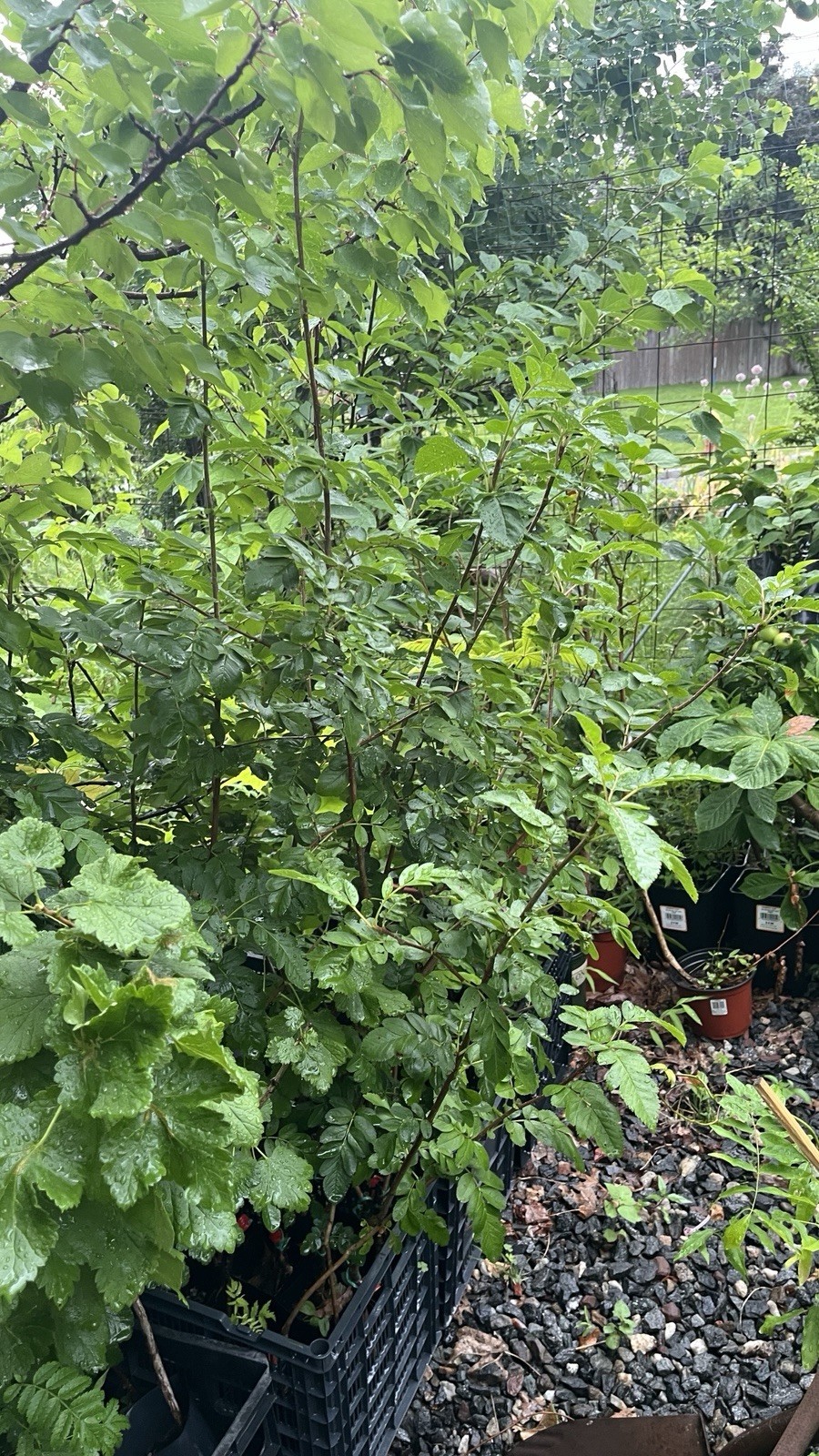 3-4 Ft Tall Ivan’s Belle (Granatnaya) Grafted Mountain Ash Hybrid