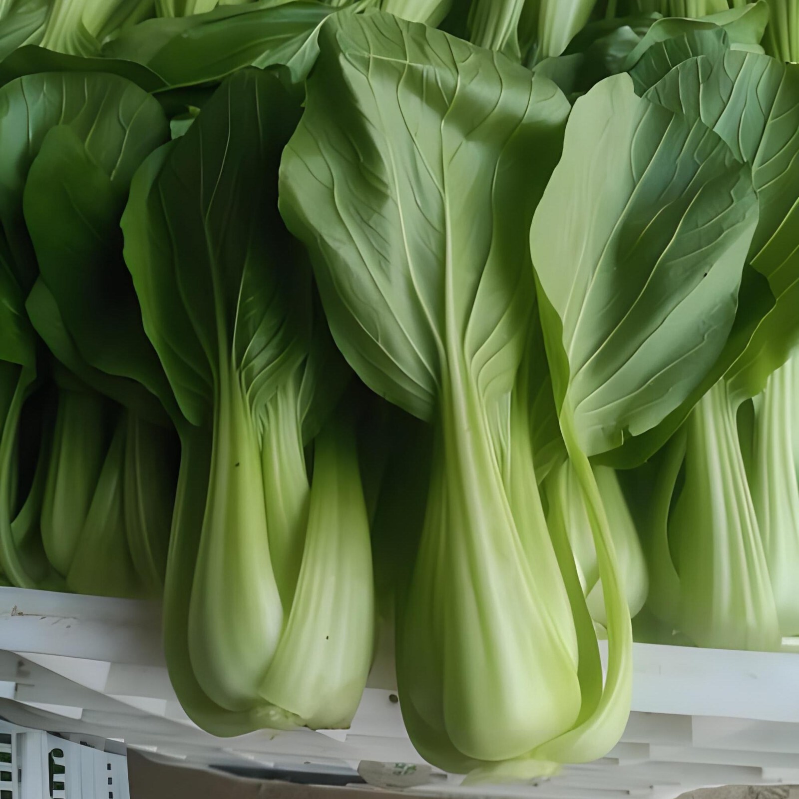 Brassica -Atlas Crisp