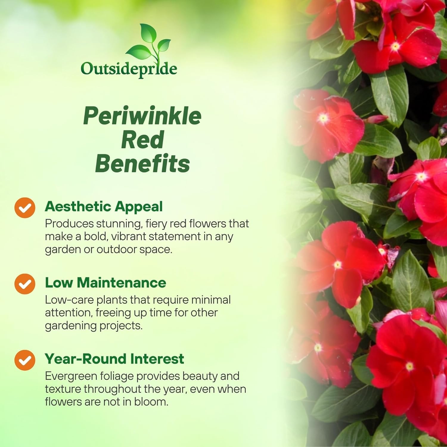25 Seeds Drought Tolerant Upright Red Vinca Flower Seeds For Containers