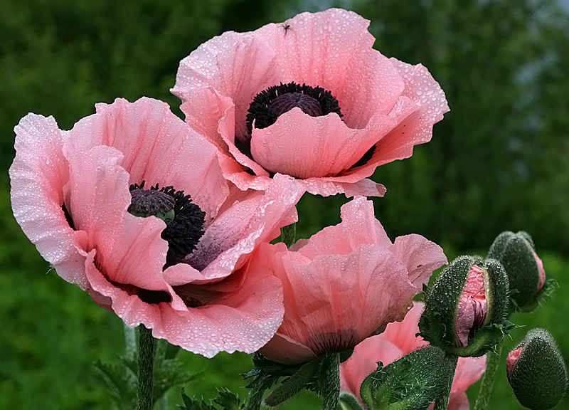 Poppy – Papaver orientale – Oriental Poppy Color Mix seed
