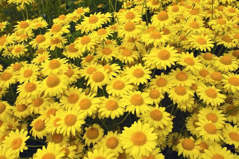 200+ Golden Margerite (Anthemis Tinctoria) Daisy Seeds – FREE SHIPPING!