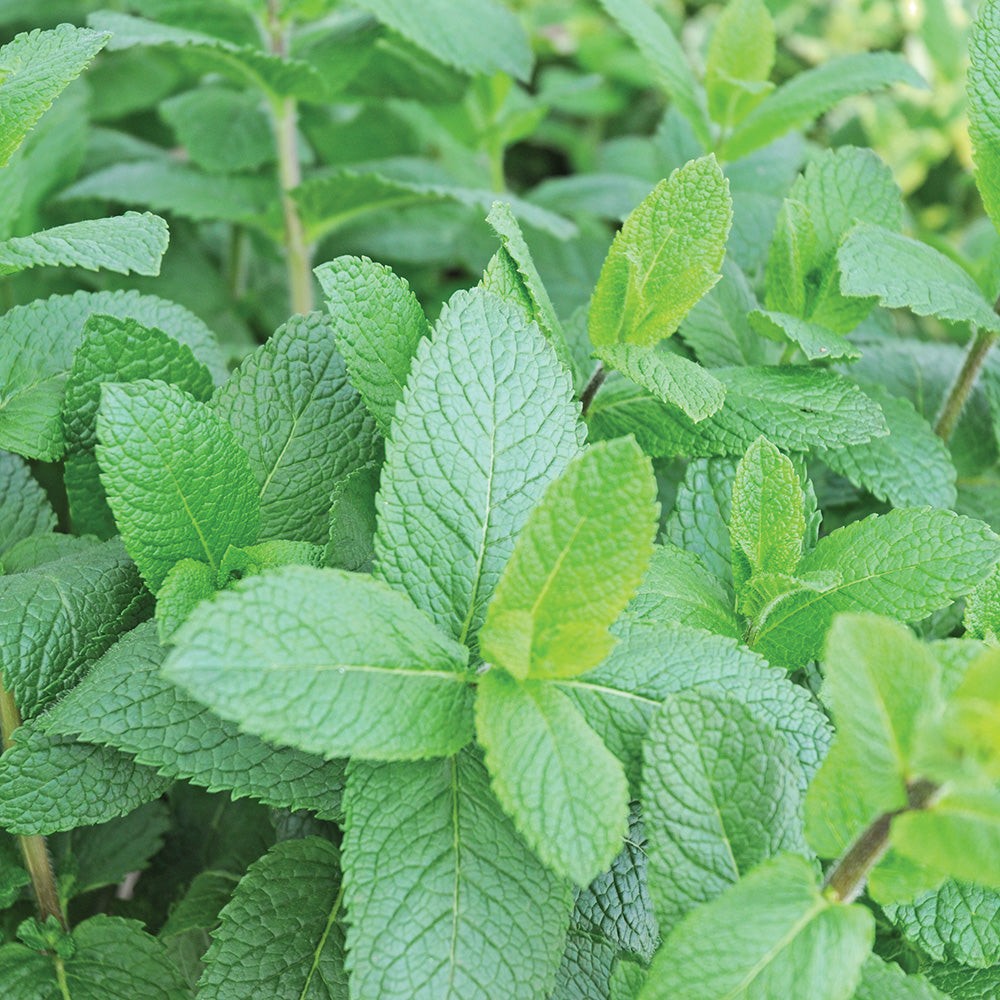 Spearmint Seeds Organic .12gr Approx 500 Seeds Non GMO Free Shipping!