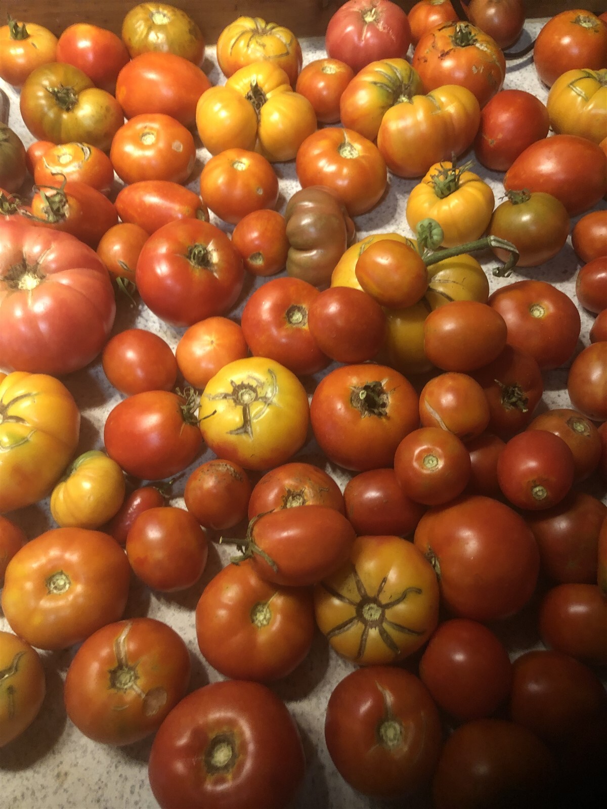 27 Varieties Organic Non-GMO Heirloom Tomatoes, 10/25/50/100 Seeds FREE SHIPPING