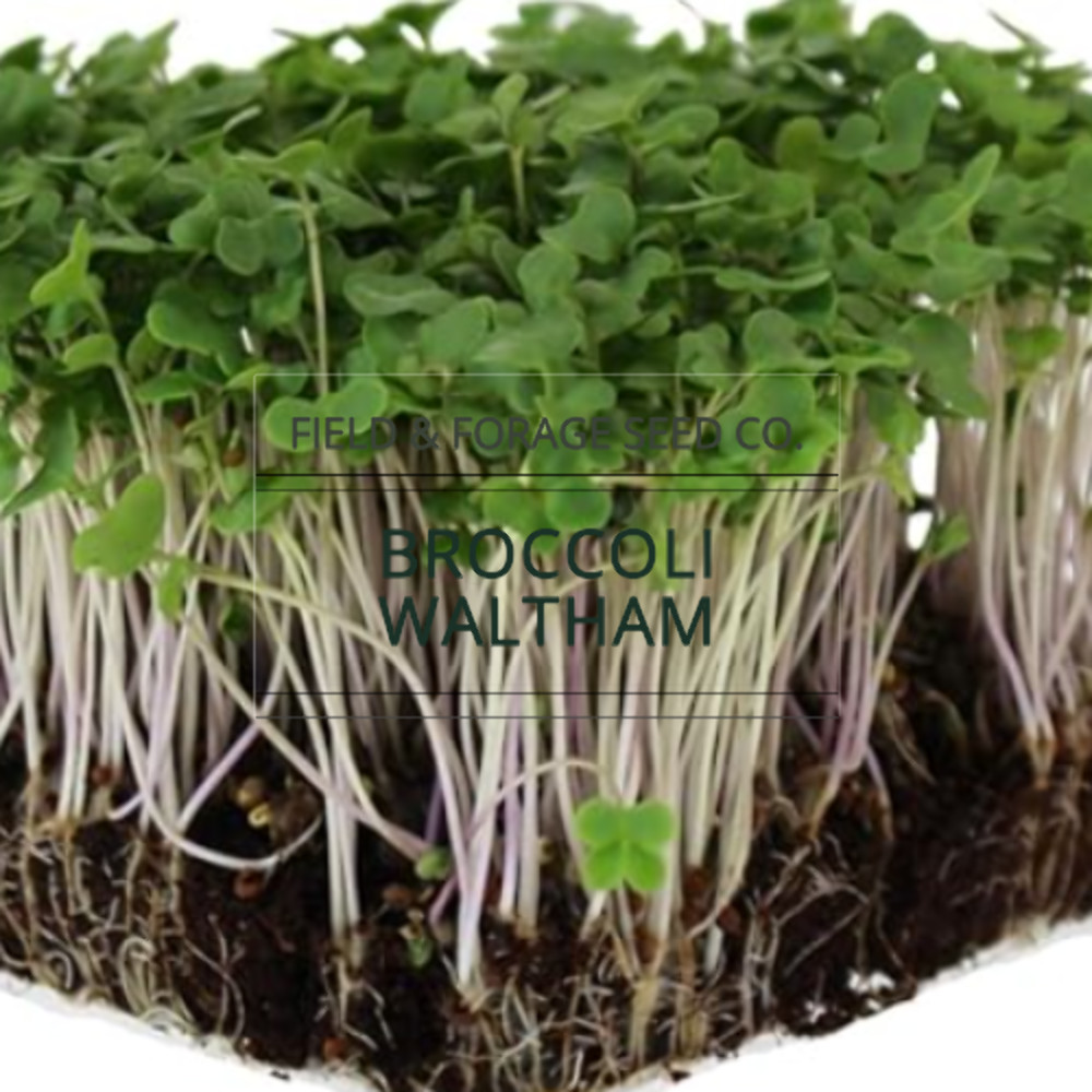 Waltham 29 Broccoli Seeds | Heirloom, Non-GMO | Brassica oleracea | 100 Seeds