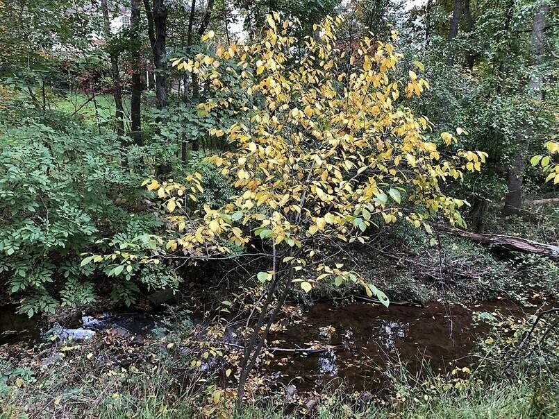 Spicebush Bush Seeds for Planting Lindera Benzoin