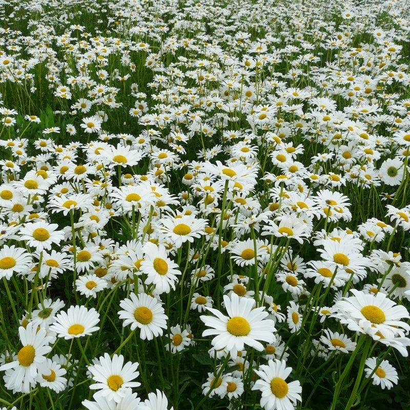 10,000 +/- Shasta Daisy Seeds Non-GMO