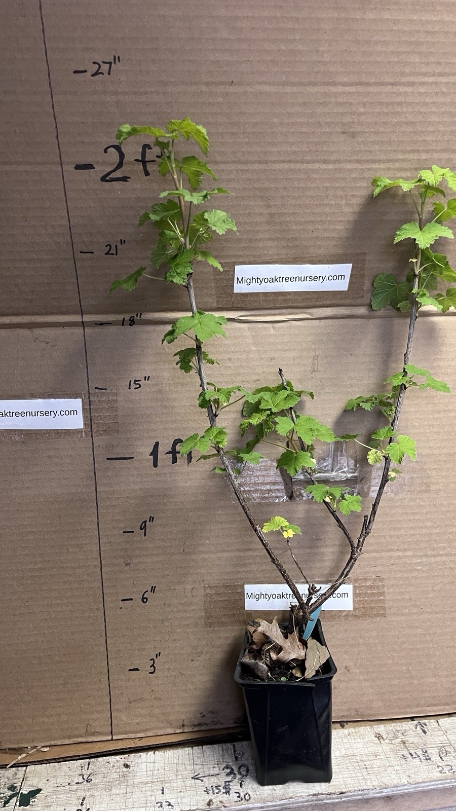 16-20″ tall 1 liter container Red Lake Currant Plant dormant well rooted plant