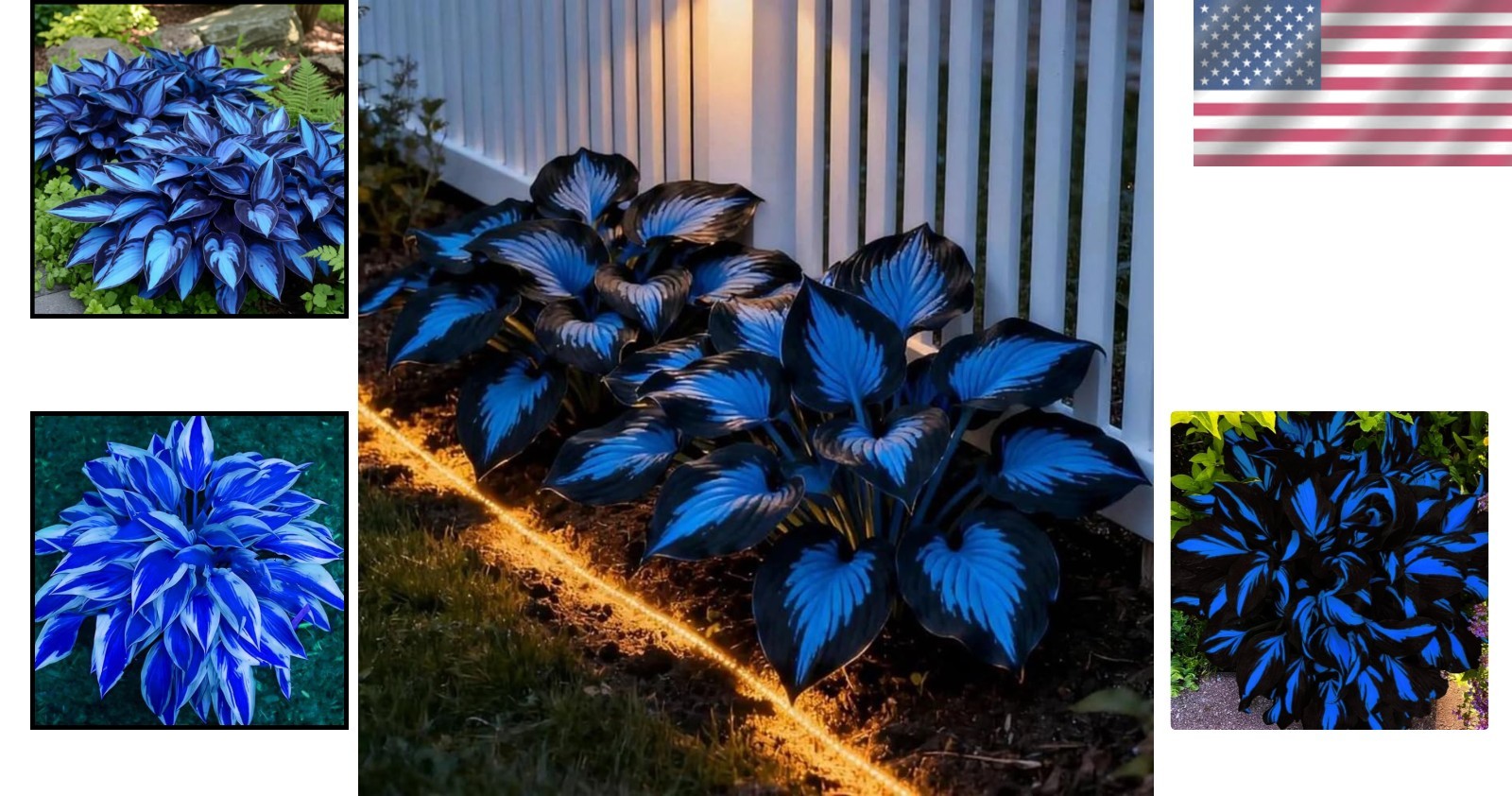 Low-Maintenance Hosta Seeds – 220+ Non-GMO Perennials for Vibrant Shade Gardens