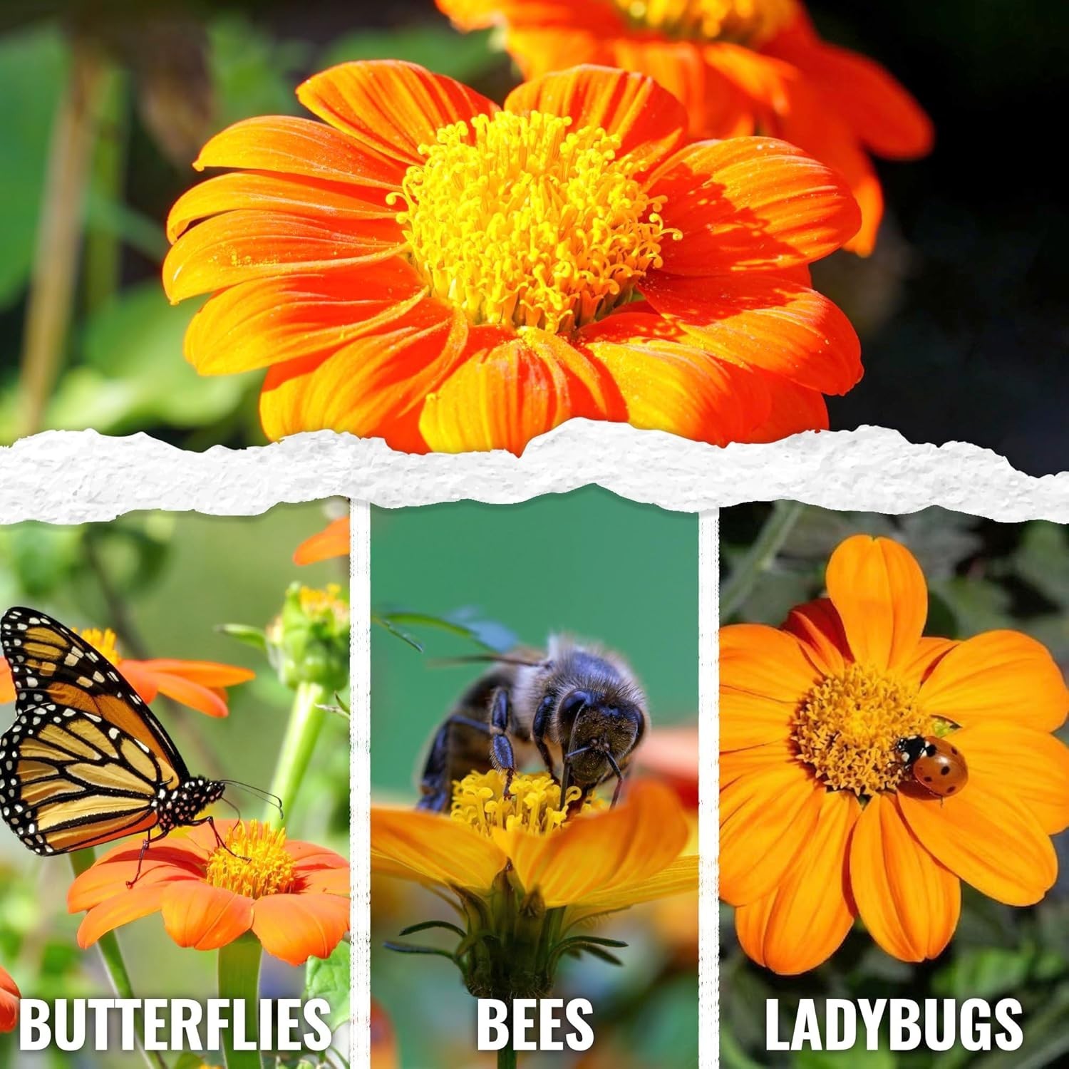 Mexican Sunflower Seeds – Heirloom Tithonia for Butterfly Gardens – 1 Pack