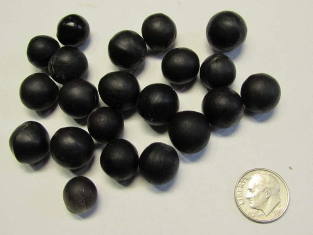 5 Soapberry Tree Seeds for Planting – Sapindus saponaria – Wingleaf Soapberry