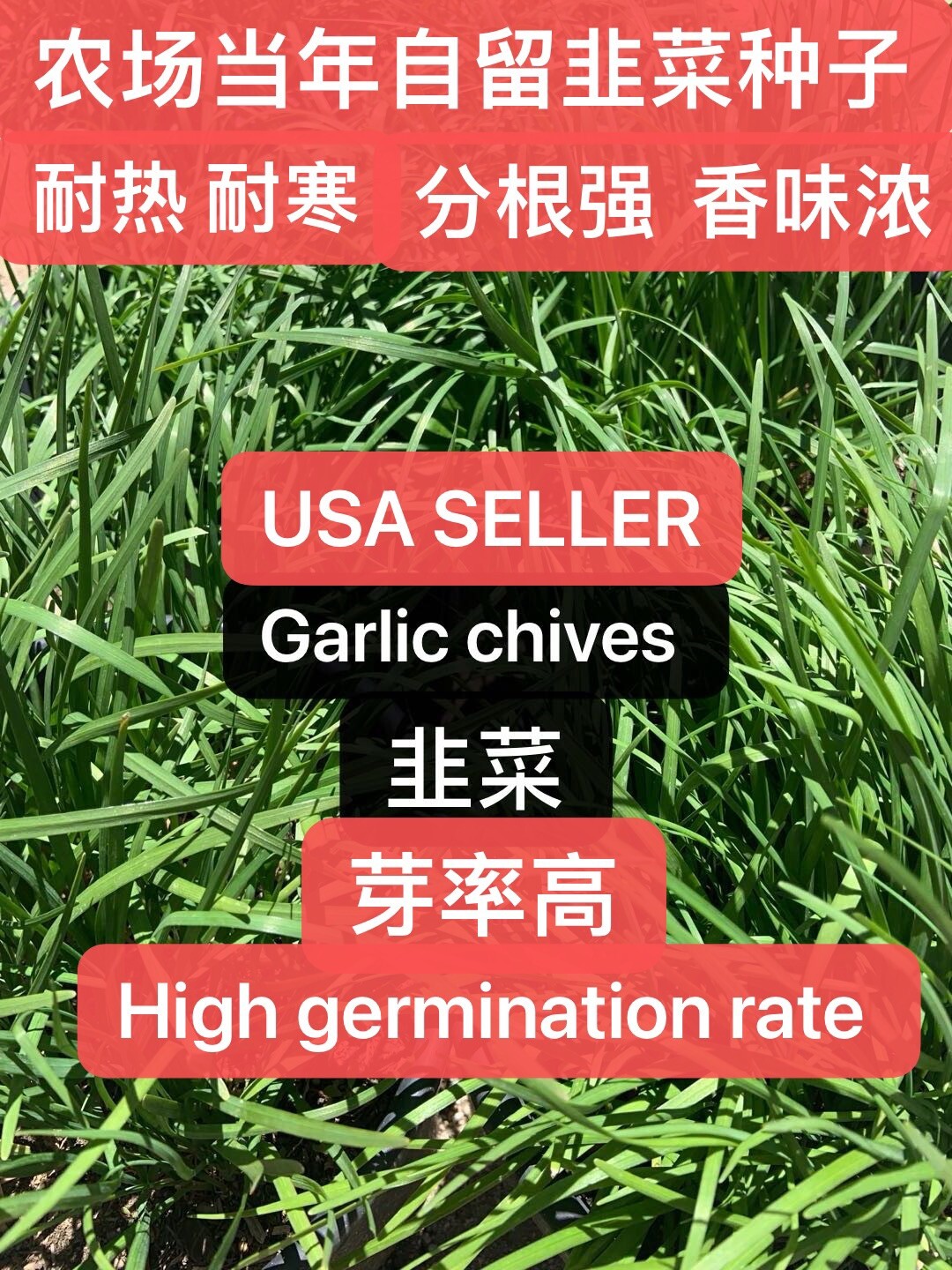 500+ CT Garlic Chives, Non-GMO, Organic, Heirloom Seeds 500多粒高芽率农场自留韭菜种子2023年产