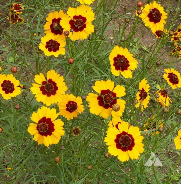 Wildflower Mix LOW GROWING Short Flowers w/ Perennials USA Non-GMO 1000+ Seeds!