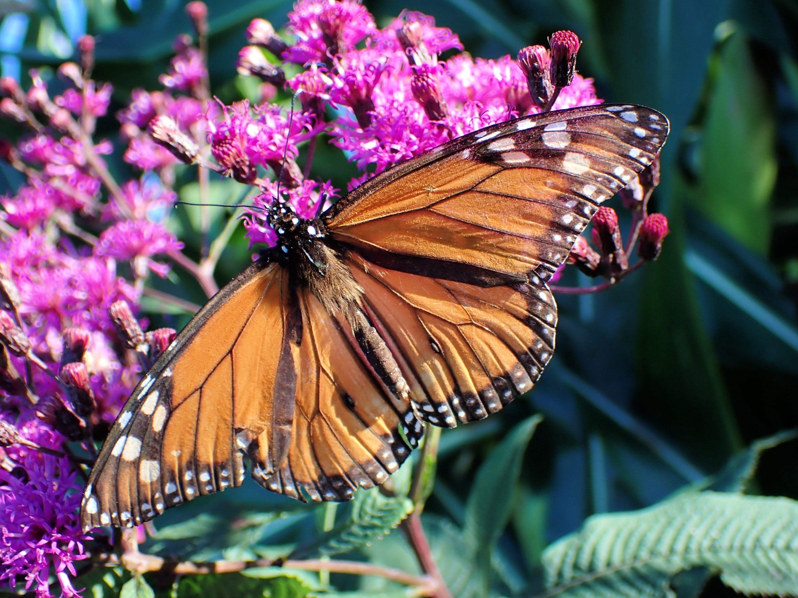 100 MISSOURI IRONWEED Monarch Flower Native Purple Vernonia Missurica Seeds