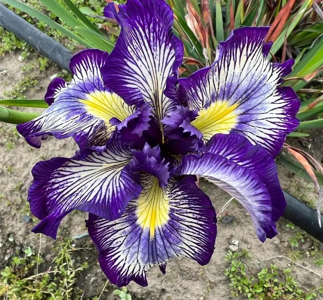 200+ Mixed Iris Flower Seeds – Rare & Beautiful Heirloom Varieties, Perennial…