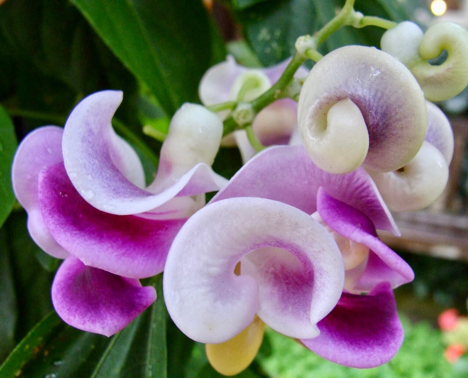 Snail Vine Seeds ~ Vigna Caracalla ~ Fragrant ~ Garden ~ Exotic ~ Unique ~