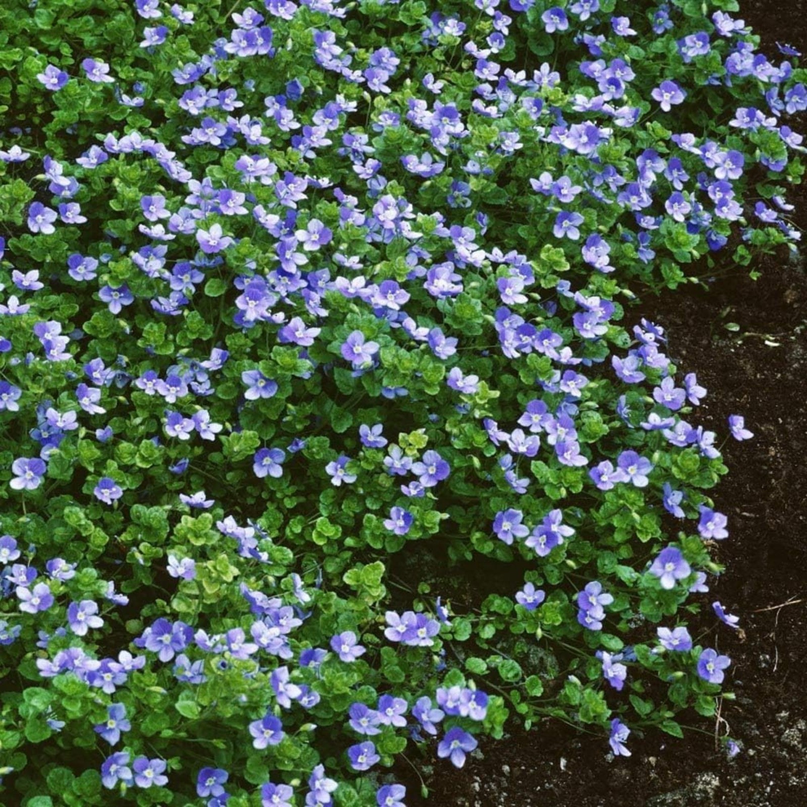 600+ Creeping Speedwell Seeds for Planting Creeping Speedwell Ground Cover Pl…
