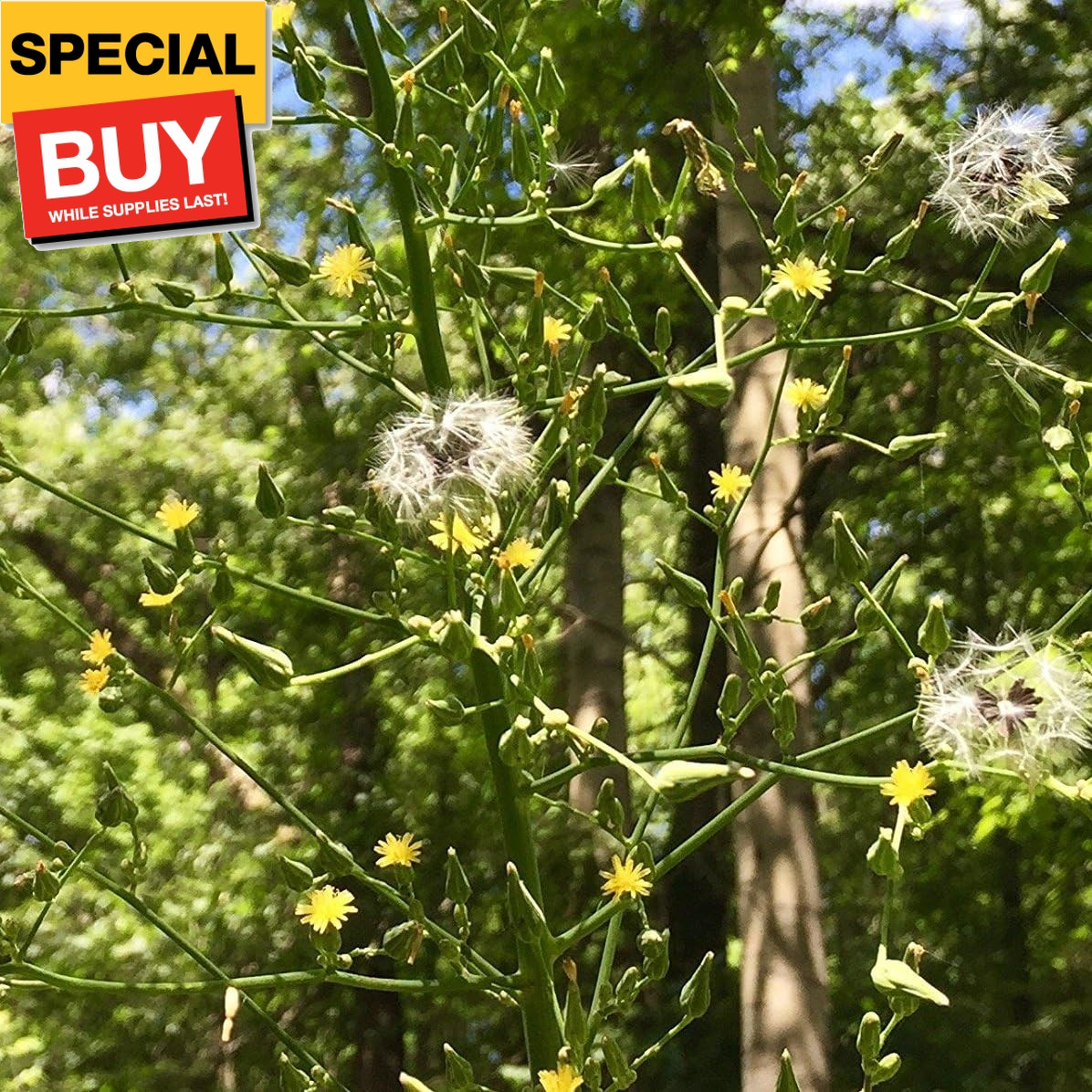 Wild Lettuce (Lactuca virosa) – Grow Now or Store for Future Planting – Capsule