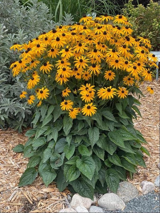 5000 Organic Black Eyed Susan Flower Seeds Non-GMO Heirloom- With Bonus!