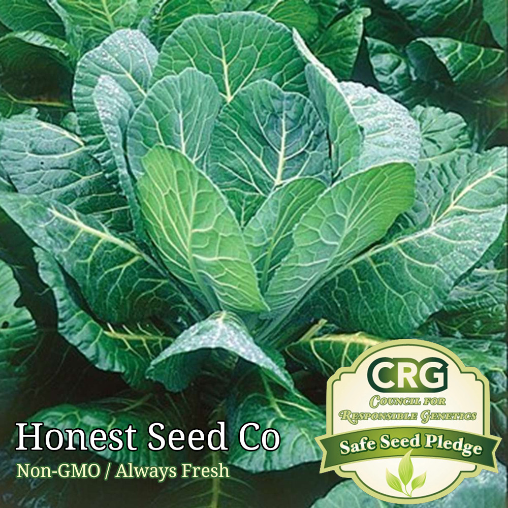 Morris Heading Collards Green Seeds | Non-GMO | Fresh Vegetable Garden Seeds