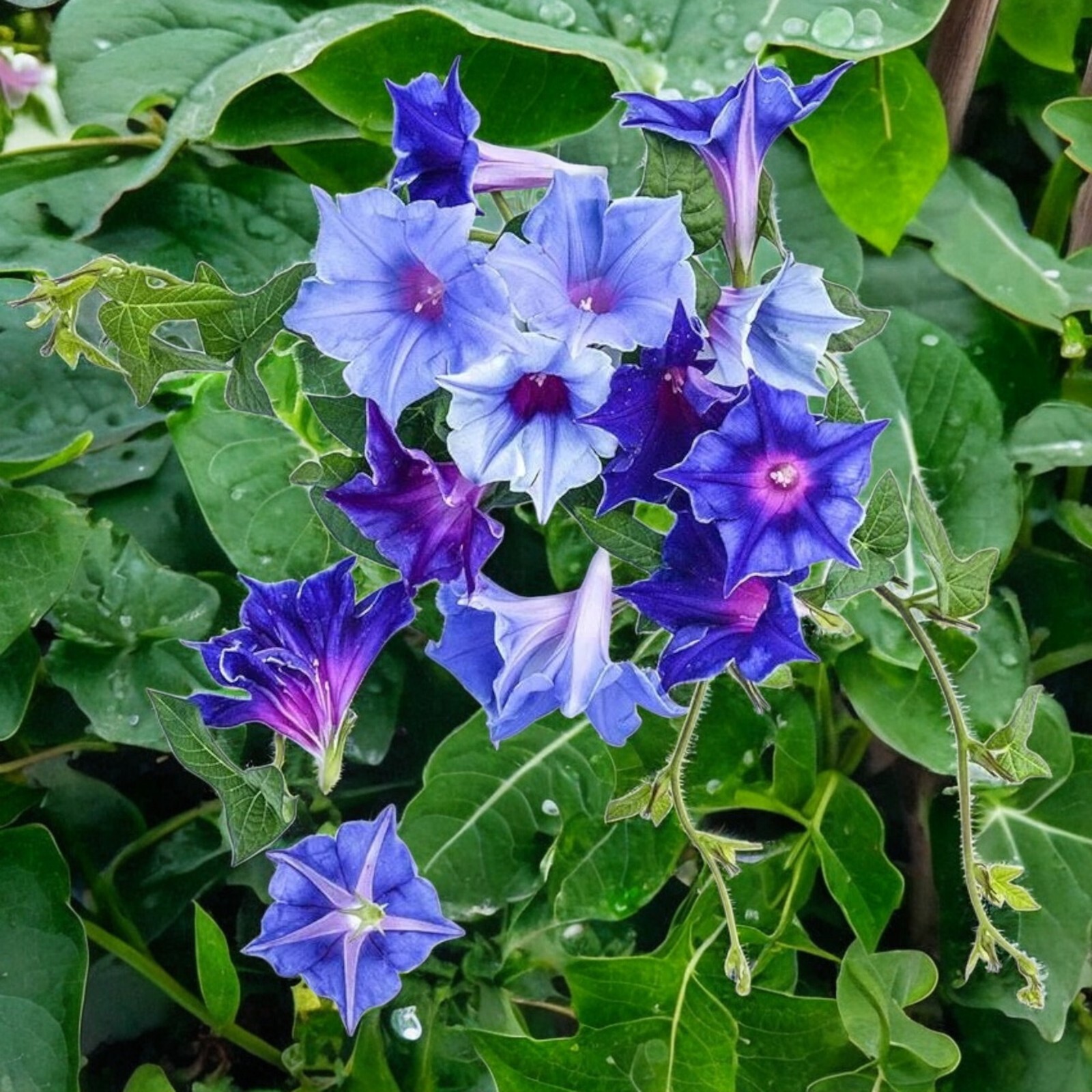 50pcs Morning Glory Seeds – Beautiful Perennial Climbing Flowers for Your Garde