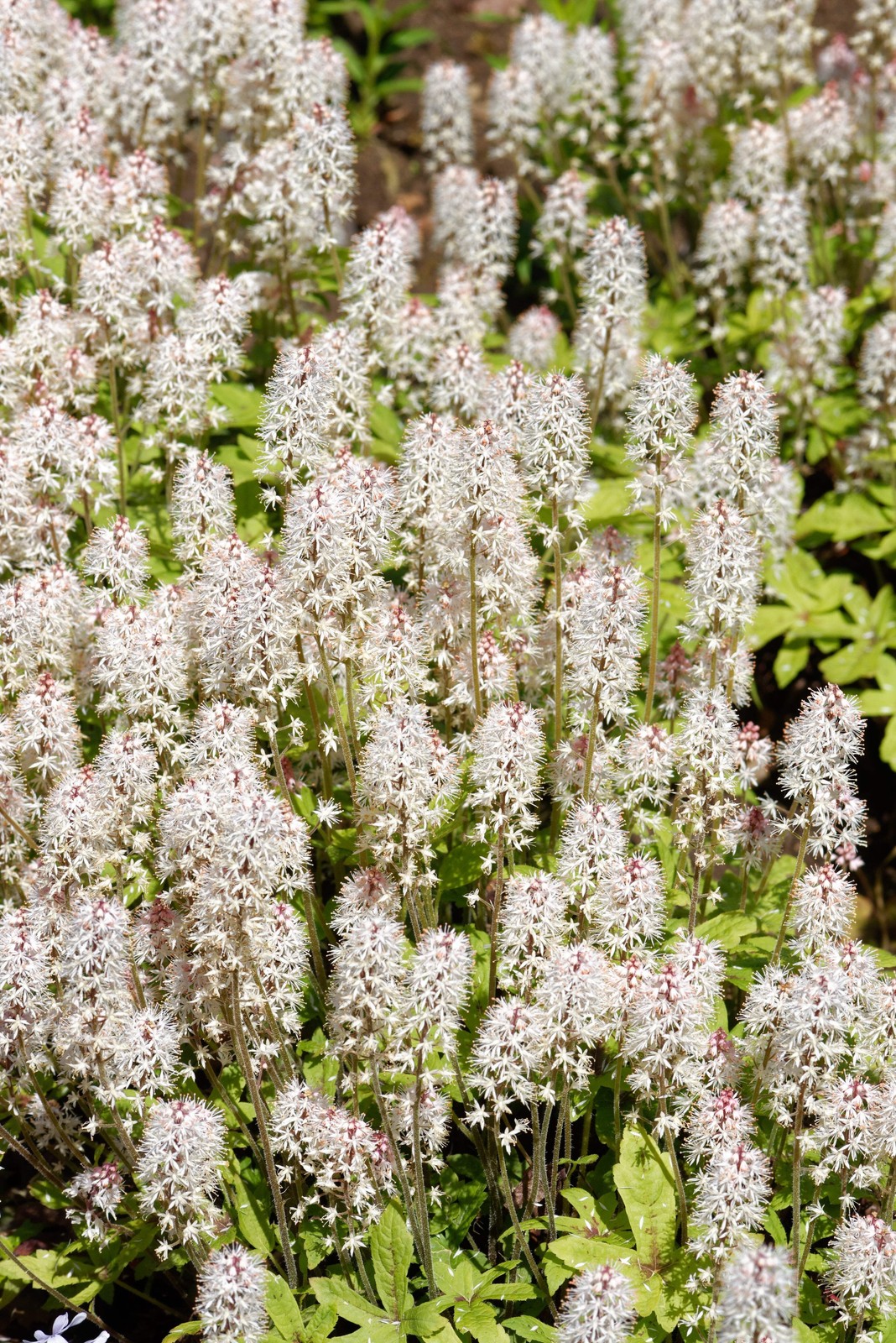 20 SUGAR SCOOP FOAMFLOWER White Tiarella Trifoliata Laceflower Flower Seeds