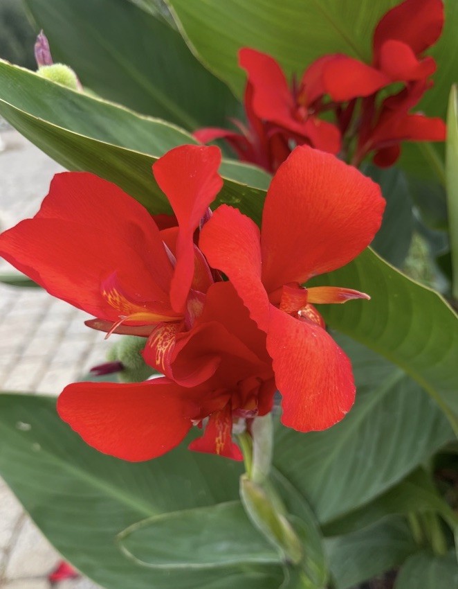 25 Canna Lily SEEDS~RED DAZZLER~Giant Red Flowers~FREE SHIPPING~USA Seller