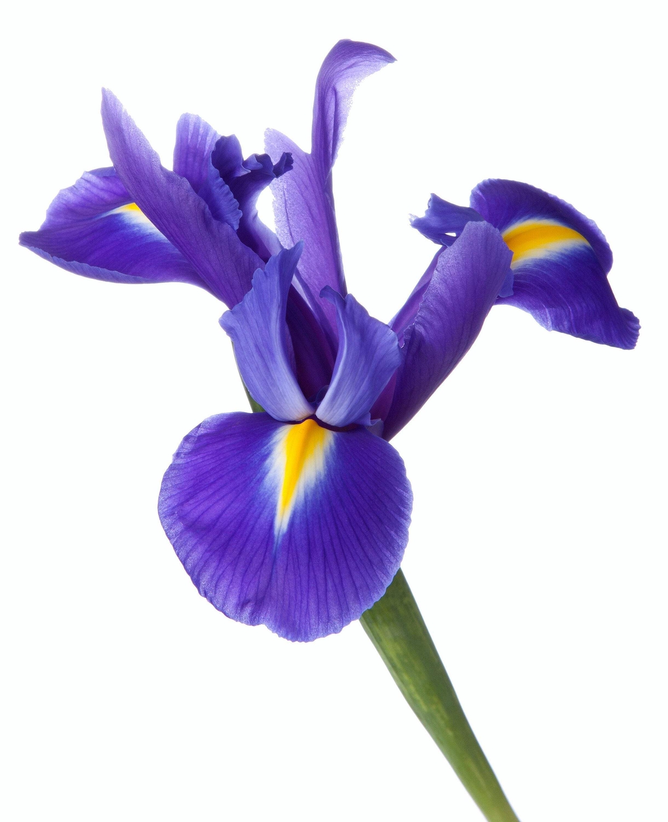 25 BLUE FLAG IRIS Versicolor Fragrant Native Purple Yellow White Flower Seeds