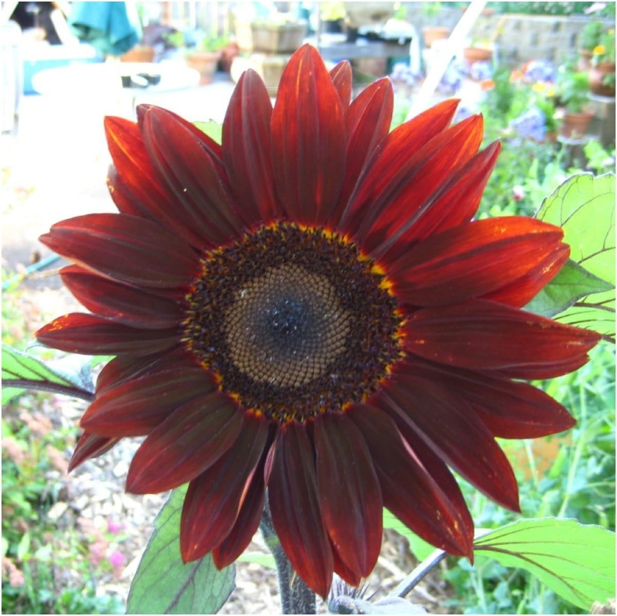 Moulin Rouge Sunflower Seeds for Planting Red Sunflowers – F1 Hybrid Deep Bur…