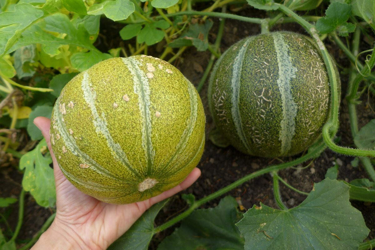 40 Israeli Ha’Ogen Melon Seeds! Exceptionally Sweet, Unique Flavor!