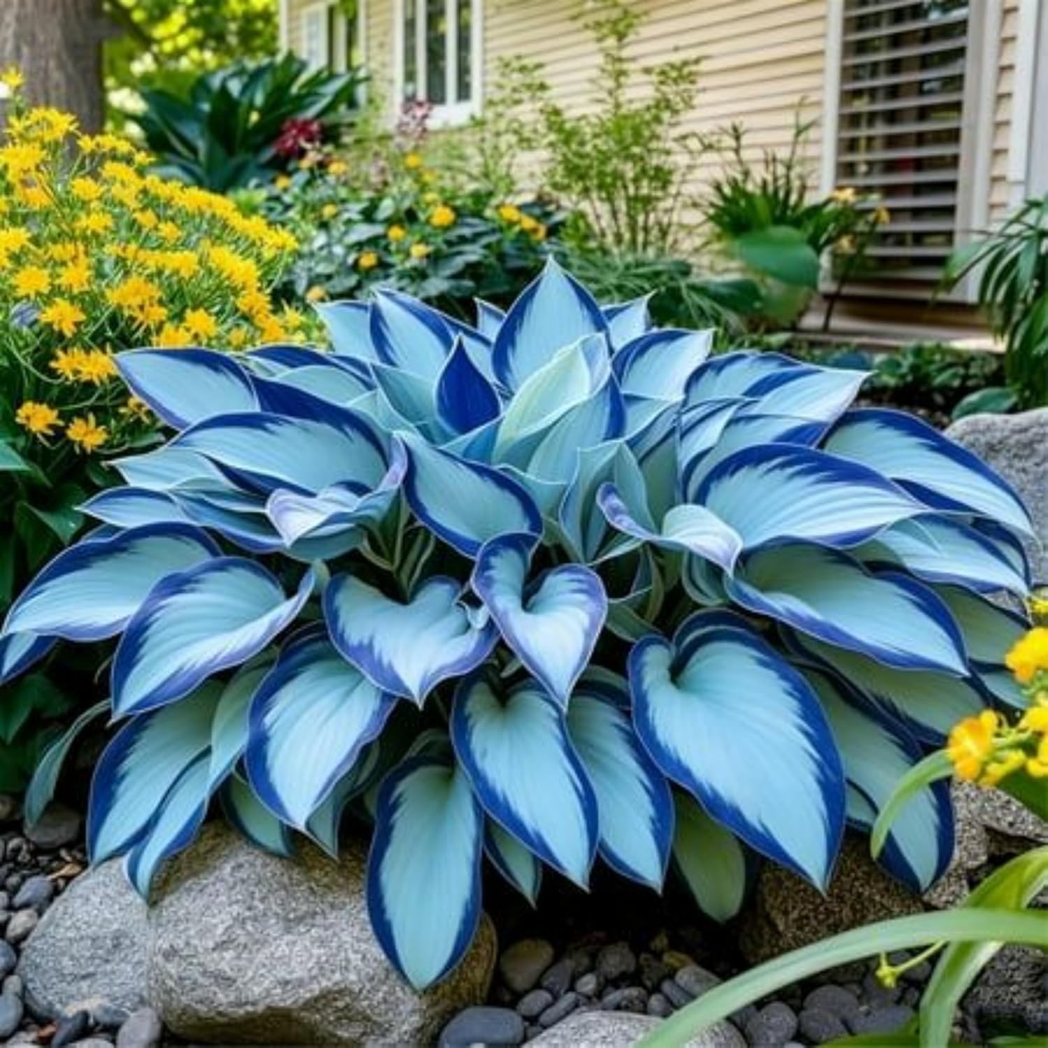 200+ Hosta Seeds Perennial Plant Garden Outdoor