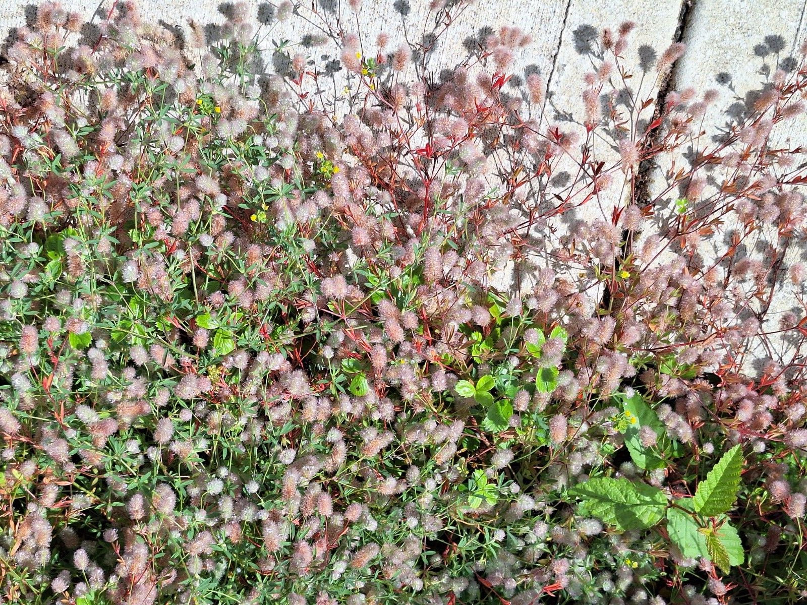 RABBIT’S FOOT CLOVER 200 SEEDS, TRIFOLIUM ARVENSE, FUZZY BUNNIES, EZ TO GROW