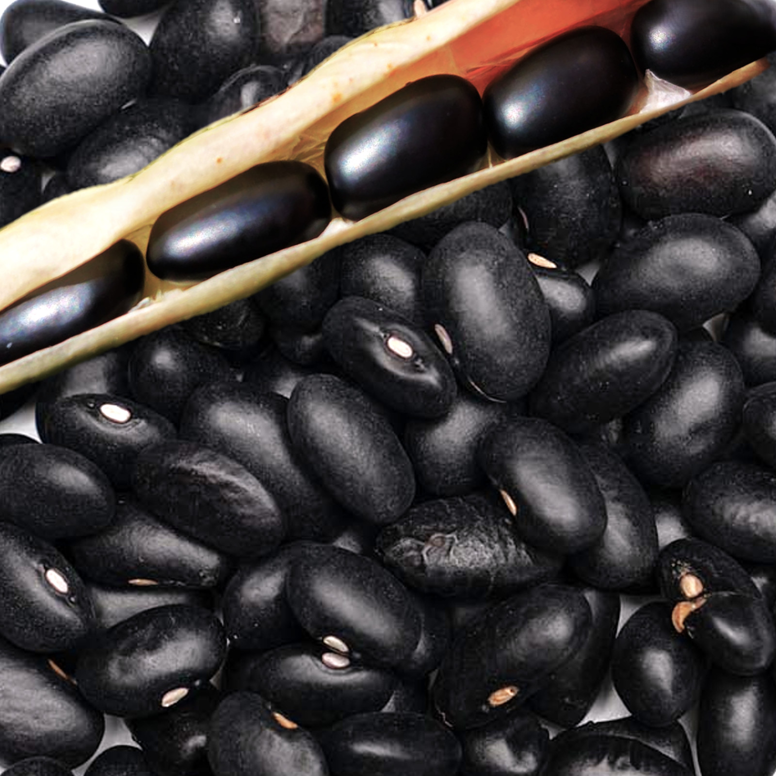 Black Bean Seeds | For Planting Mexican Frijoles Beans Black Turtle Seed 2025