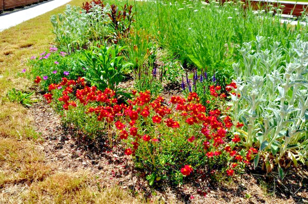500 DWARF RED PLAINS COREOPSIS SEEDS | 2026 SALE FREE SHIPPING NON GMO HEIRLOOM