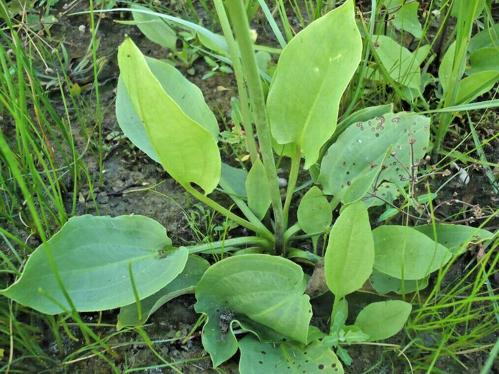 50 + NORTHERN WATER PLANTAIN SEEDS ( Alisma plantago-aquatica )