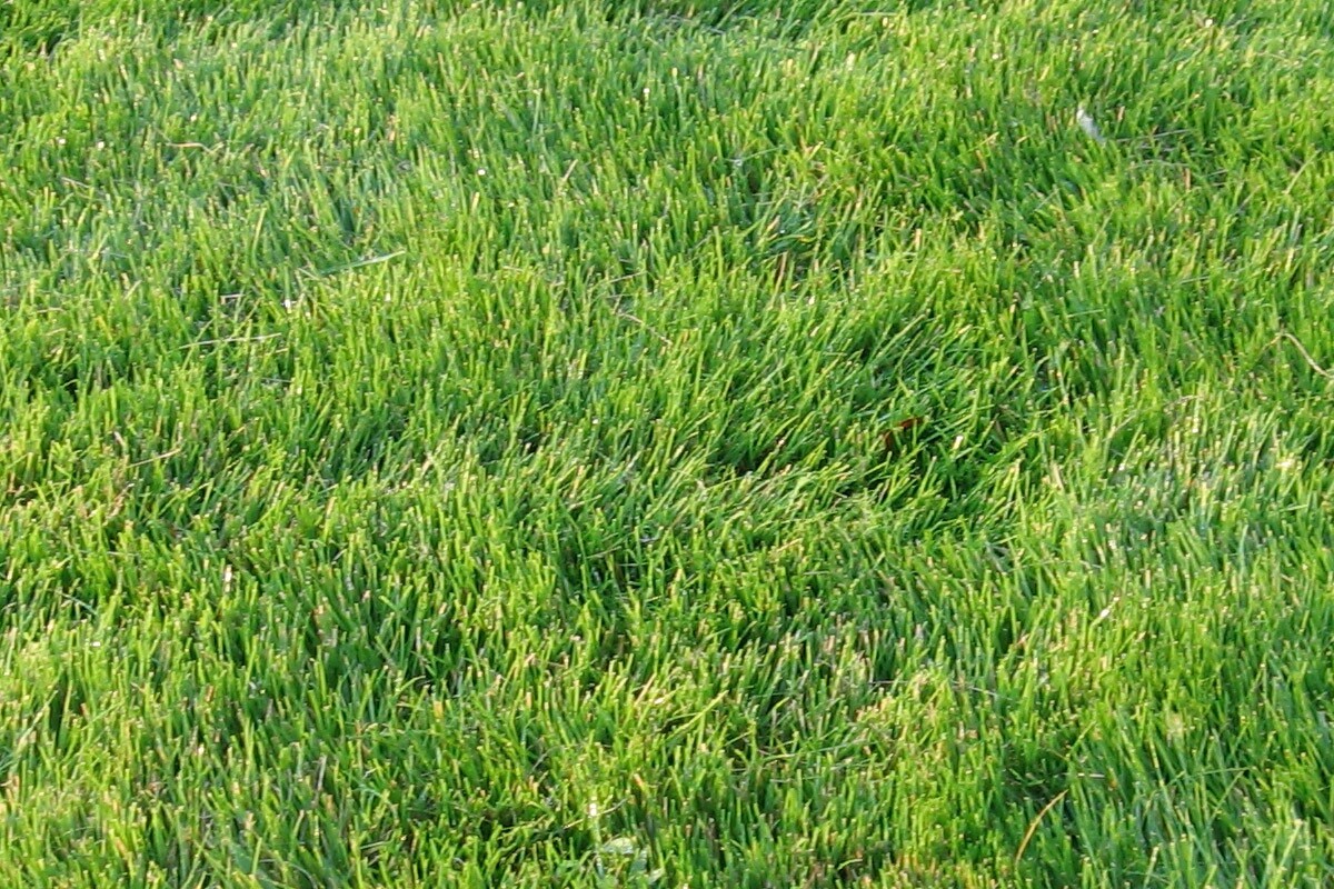 Emerald Zoysia Grass Seeds/ Lawn grass 1/8 LB