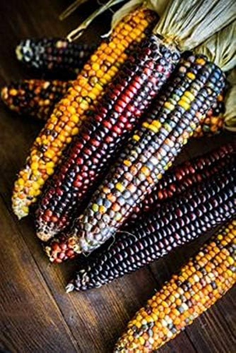 Seeds Corn Multicolor Montana Sweet Purple Yellow Red Garden Heirloom Vegetable