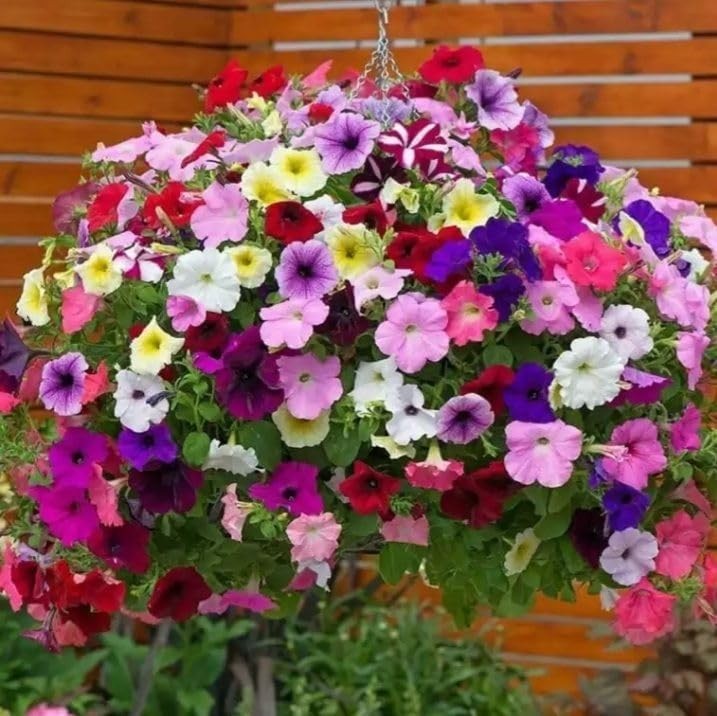 Non-GMO 5000+ Petunia Seeds – Ideal for Pollinator Gardens & Extended Bloom Time