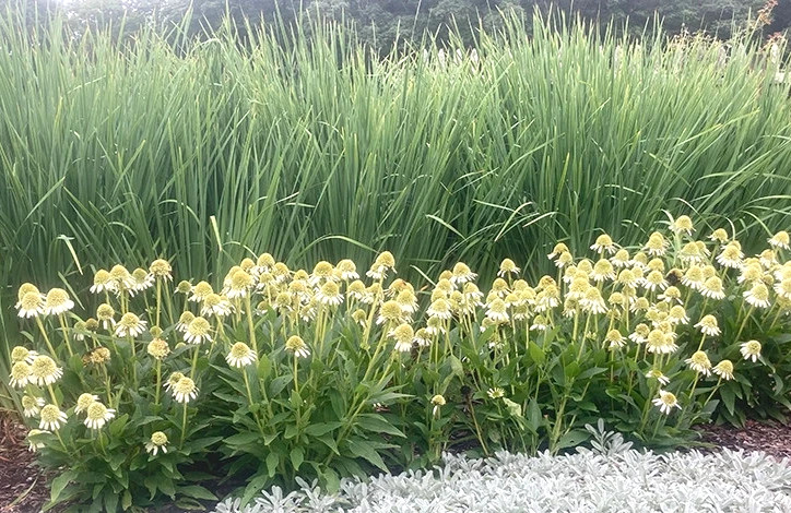 Delicious Creamy White Nougat Coneflower 30 seeds~The Brooklyn Botanical Gardens