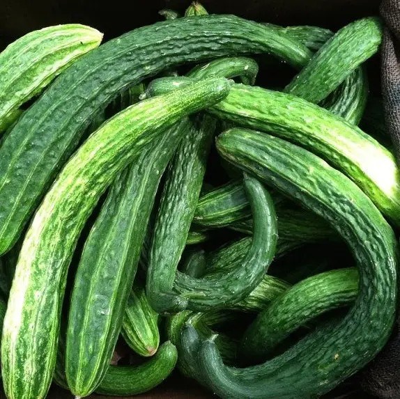 100+ Suyo Long Cucumber Seeds – Heirloom – Non GMO – Organic – Genuine —–RARE