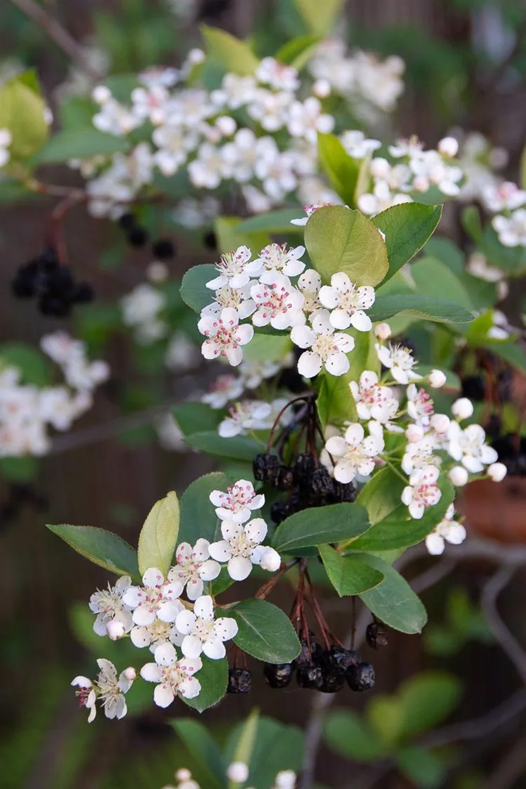 Aronia melanocarpa | Black Chokeberry | 50_Seeds