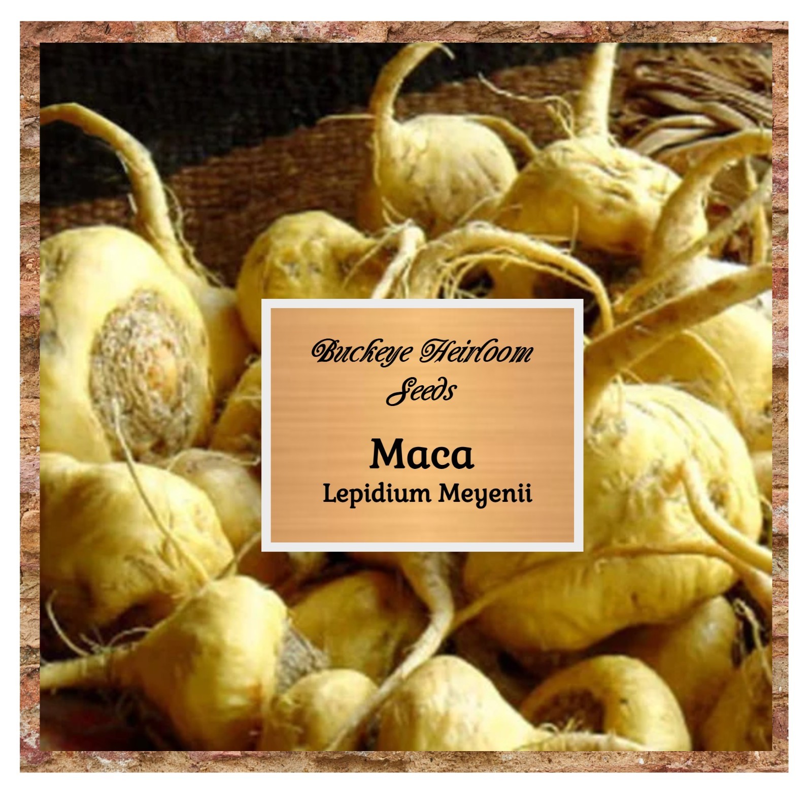 Maca Seeds | Peruvian Ginseng or Pepper weed, Lepidium Meyenii | 25 Seeds