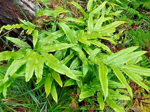 RIBBON FERN, 1000 (SEEDS)* SPORE, HARDY TO 10 DEGREES, BRAKE FERN,PTERIS CRETICA