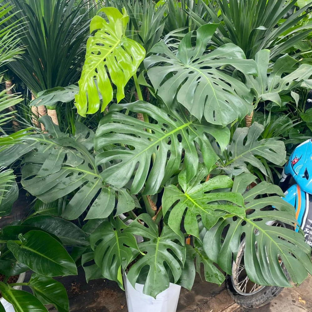 Monstera Deliciosa Live Plant 4-6 Inches Tall Rooted Swiss Cheese
