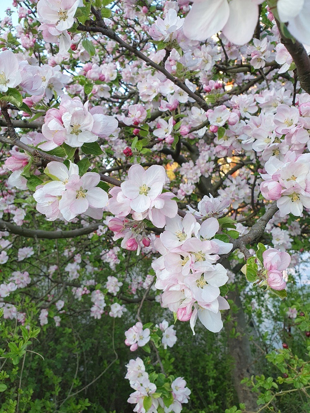Paradise Apple | Premium Seeds | Malus pumila ‘Fruit’ | Plants’®