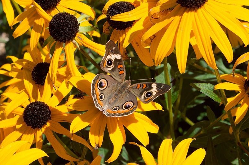 5000 Organic Black Eyed Susan Flower Seeds Non-GMO Heirloom- With Bonus!