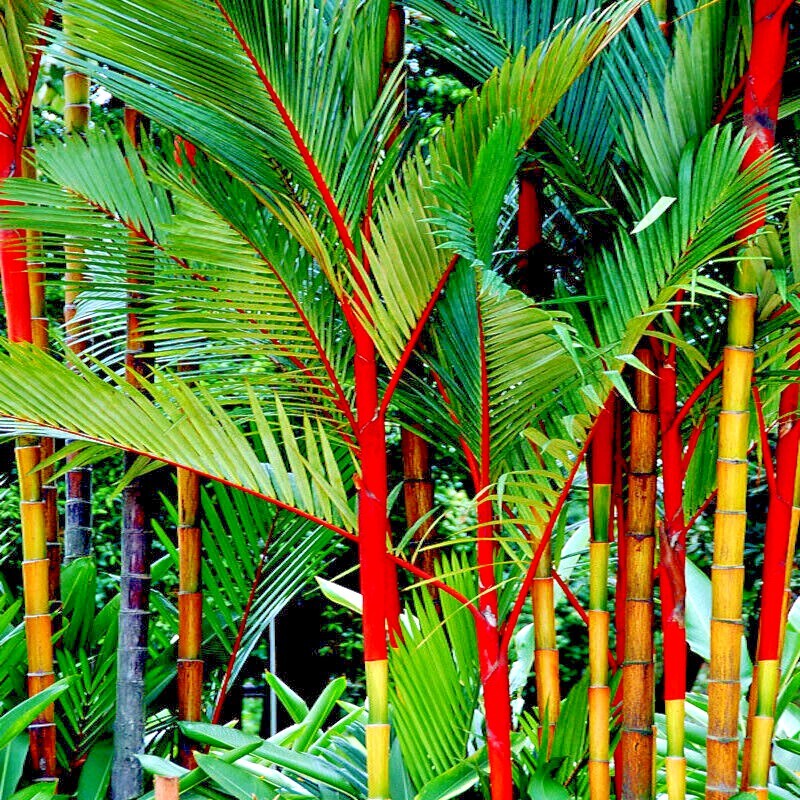20 RED SEALING WAX “LIPSTICK” PALM TREE SEEDS (Cyrtostachys renda) House Plant